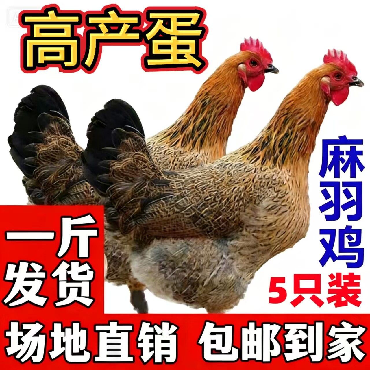 一斤麻羽鸡苗母鸡青年蛋鸡脱温鸡苗正宗家鸡土鸡高产蛋鸡包活到家