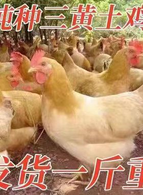 三黄土鸡青年下蛋鸡正宗三黄鸡高产蛋鸡散养家鸡脱温鸡苗小鸡活苗
