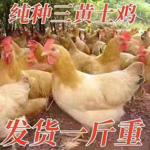三黄土鸡青年下蛋鸡正宗三黄鸡高产蛋鸡散养家鸡脱温鸡苗小鸡活苗