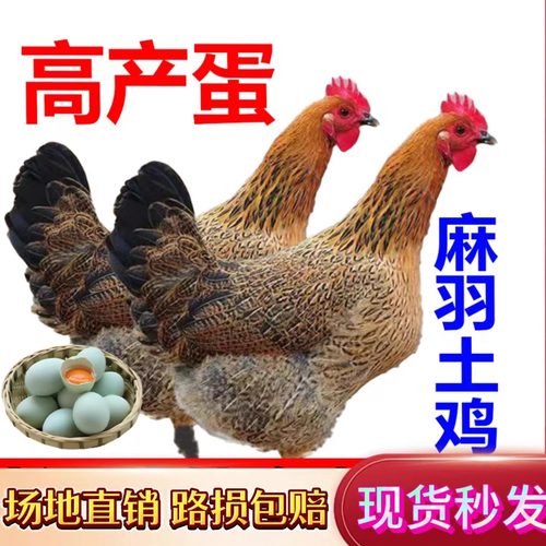 麻羽鸡活苗农家散养鸡绿壳蛋鸡草鸡麻羽鸡下蛋鸡小鸡活苗现货包邮