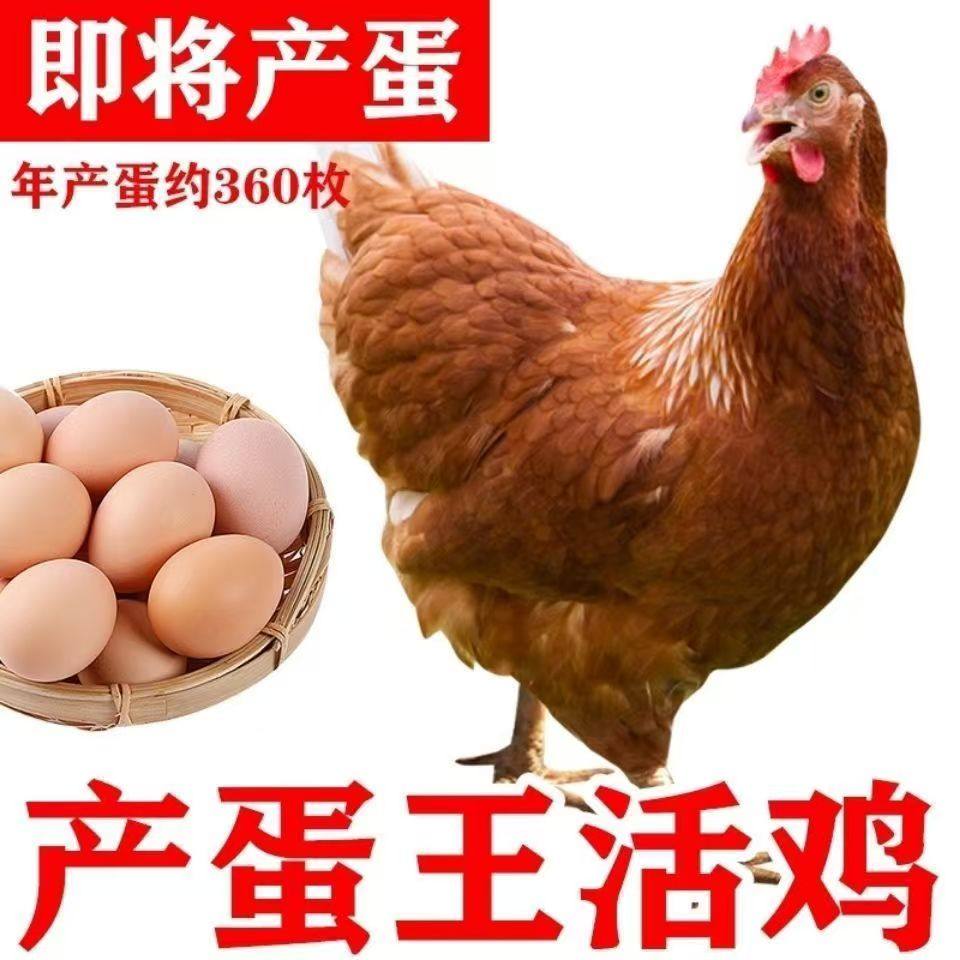 散养海兰褐鸡活苗高产蛋鸡小鸡活苗脱温鸡苗高产蛋鸡农家散养鸡苗,农用物资,动物种苗,淘宝优惠券,粉丝福利购,淘宝优惠卷
