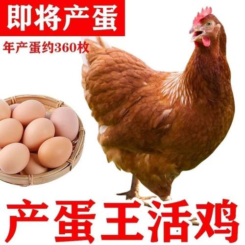 散养海兰褐鸡活苗高产蛋鸡小鸡活苗脱温鸡苗高产蛋鸡农家散养鸡苗