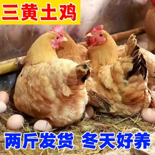 纯种三黄鸡活苗土鸡活苗散养土黄鸡苗草鸡活苗小鸡活苗鸡活苗包邮