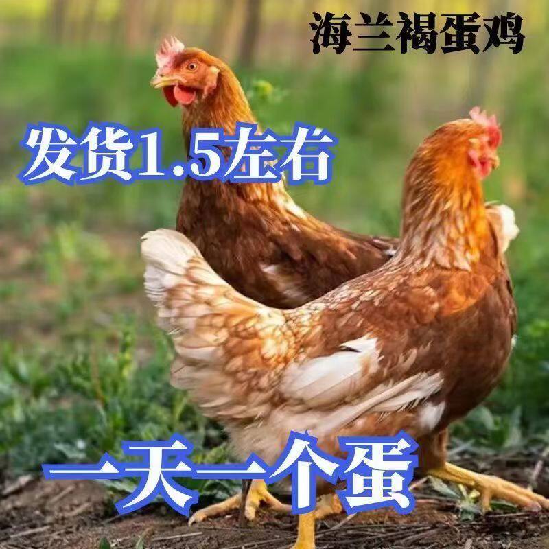 正宗海兰褐鸡活苗高产蛋鸡小鸡活苗脱温鸡苗高产蛋鸡农家散养鸡苗,农用物资,动物种苗,淘宝优惠券,粉丝福利购,淘宝优惠卷