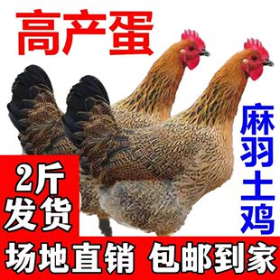 两斤麻羽鸡苗母鸡青年蛋鸡脱温鸡苗正宗家鸡土鸡高产蛋鸡包活到家