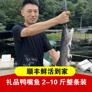 鄂野珍品鸭嘴鱼鲜活礼品鱼软骨无鳞无刺孕妇活鱼顺丰包邮鲟鱼