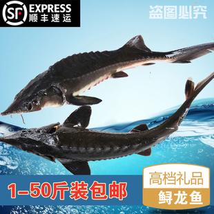 顺丰鲜活中华礼品鱼鲟龙鱼食用鲟鱼鳇鱼送礼生鲜新鲜软骨鱼无刺鱼