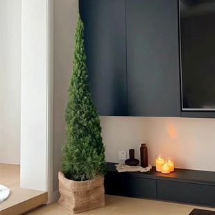 insfeng鲜切龙柏水培柏树水养ins风好养续航超长室内桌面圣诞树