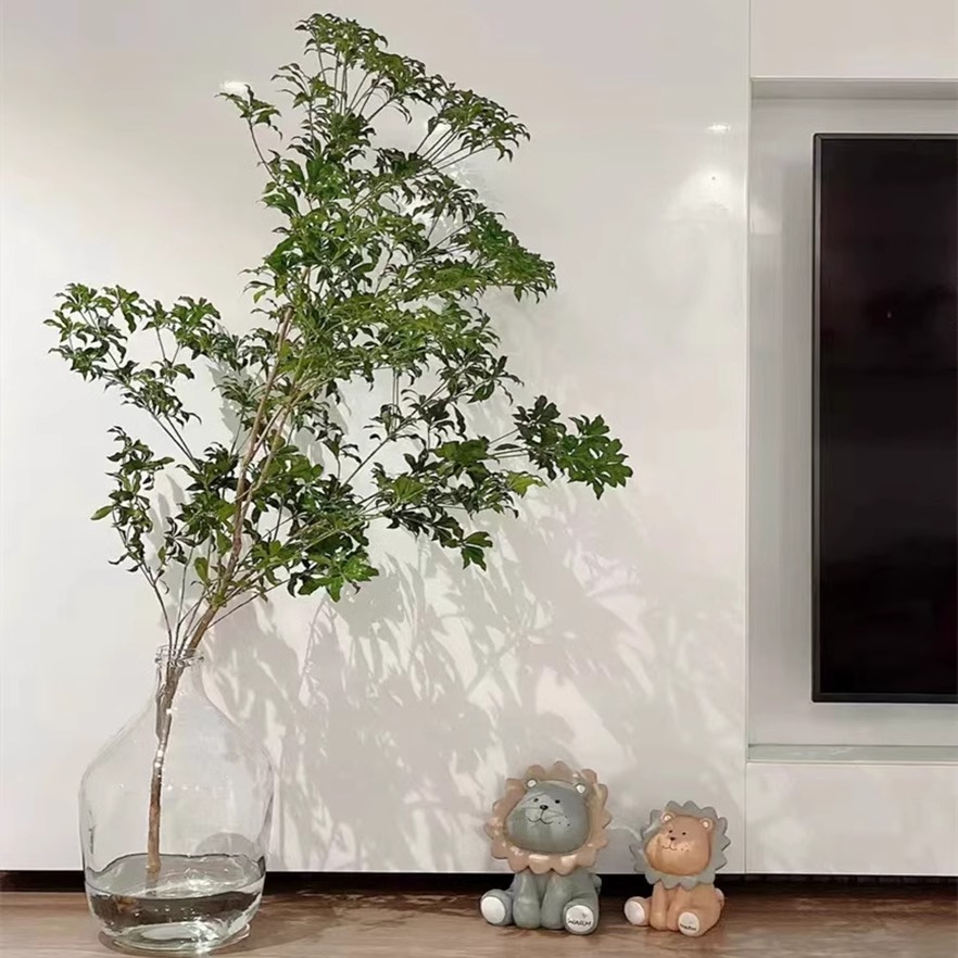 日本马醉木鲜切枝条水培绿植