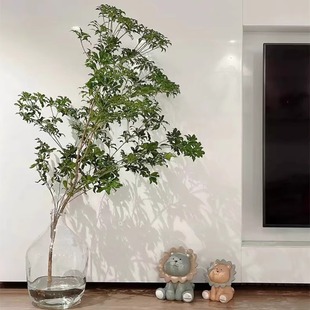 日本进口小叶马醉木水培植物鲜切枝条绿植水养鲜花高级感客厅吊钟