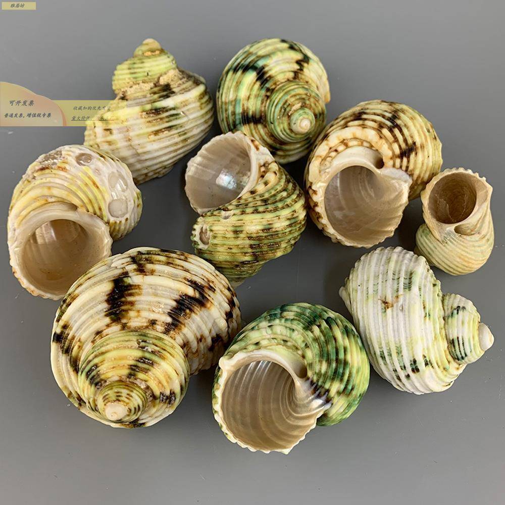 寄居蟹号替换壳天然贝鱼专用壳海螺壳备用壳大寄居蟹品豆卷见包装