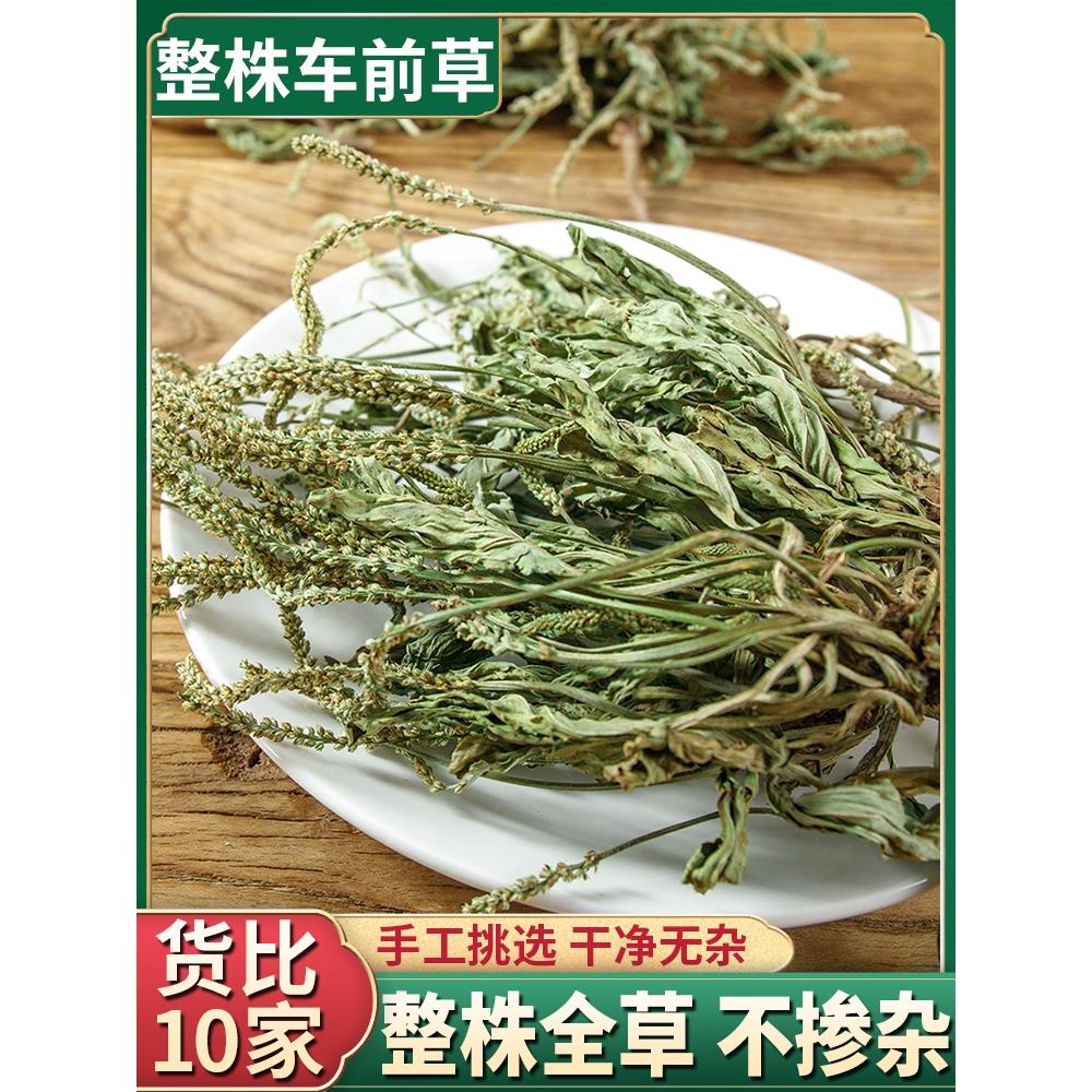 云南野生整棵车前草500g新鲜无硫青色车前草干泡茶可搭配蒲公英茶