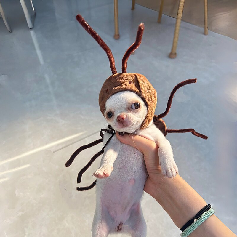 【狗蟑螂~】狗狗衣服幼犬吉娃娃2025新款搞怪宠物头套小红书同款