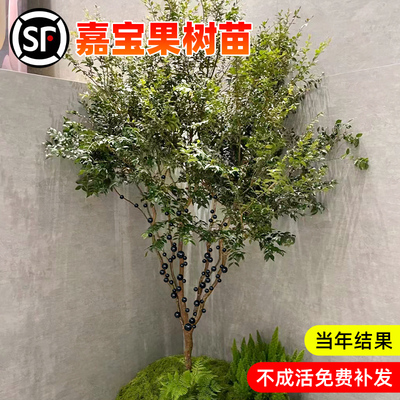 四季嘉宝果树苗沙巴艾斯卡
