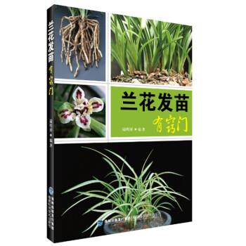 【正版书】 兰花发苗有窍门 陆明祥 福建科学技术出版社