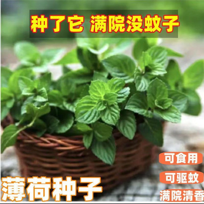 食用薄荷种子驱蚊草阳台庭院室内花盆易种植花卉香草植物花卉种子