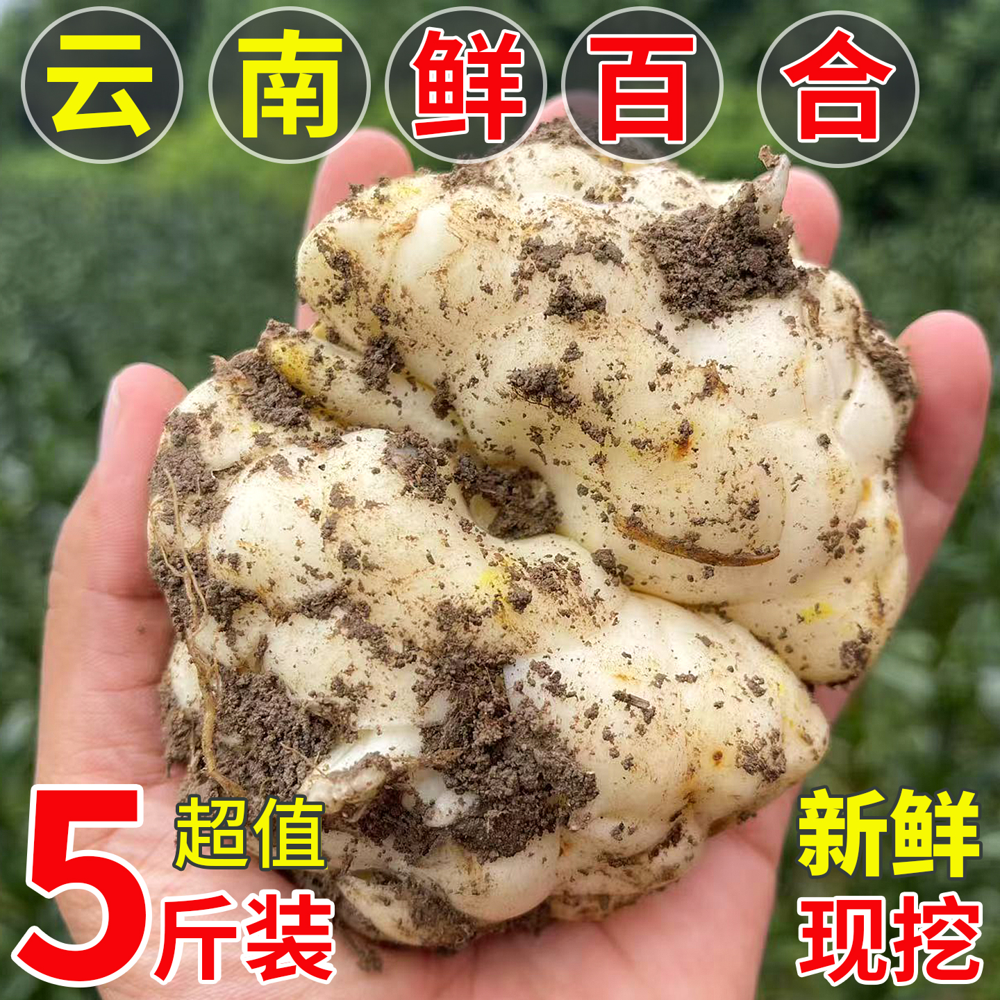 2025云南新鲜百合新鲜现挖粉糯