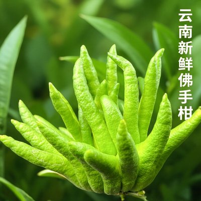 现摘云南新鲜佛手柑观赏可食用