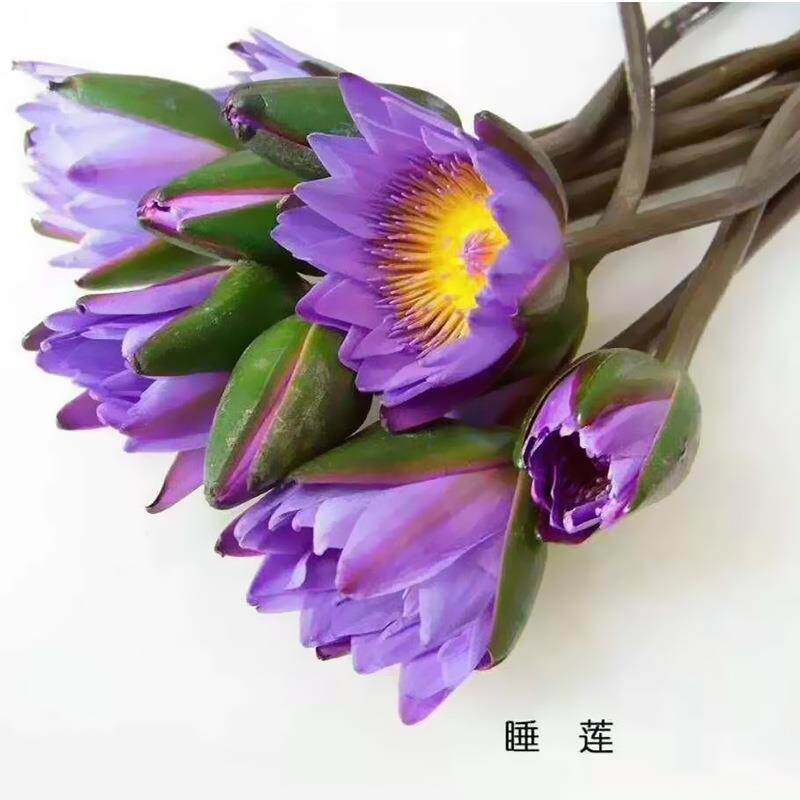 睡莲昆明斗南鲜花昆明直发 紫色粉色香槟色睡莲鲜切