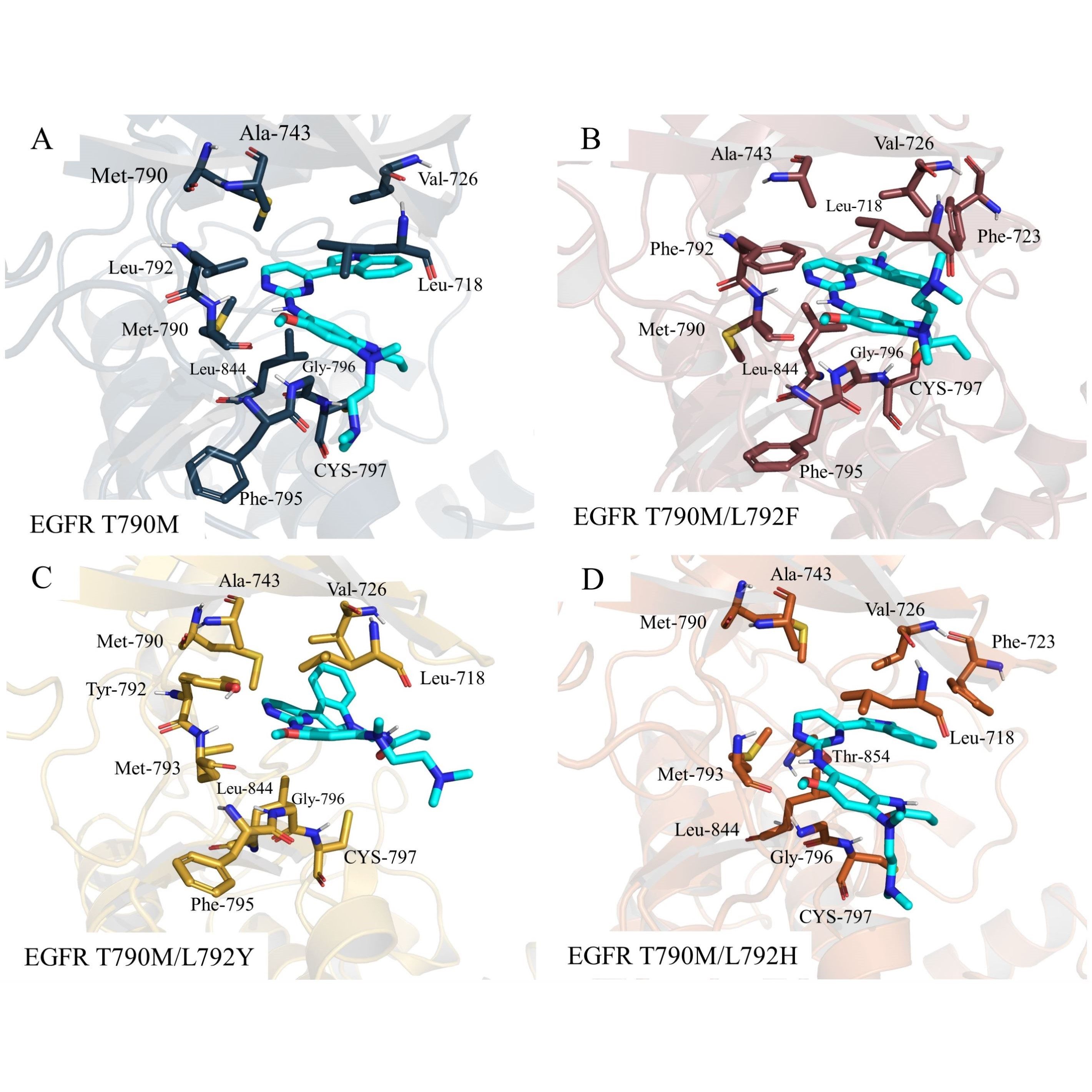 分子对接/结合模式分析/虚拟筛选/虚拟饱和突变/结合自由能计算