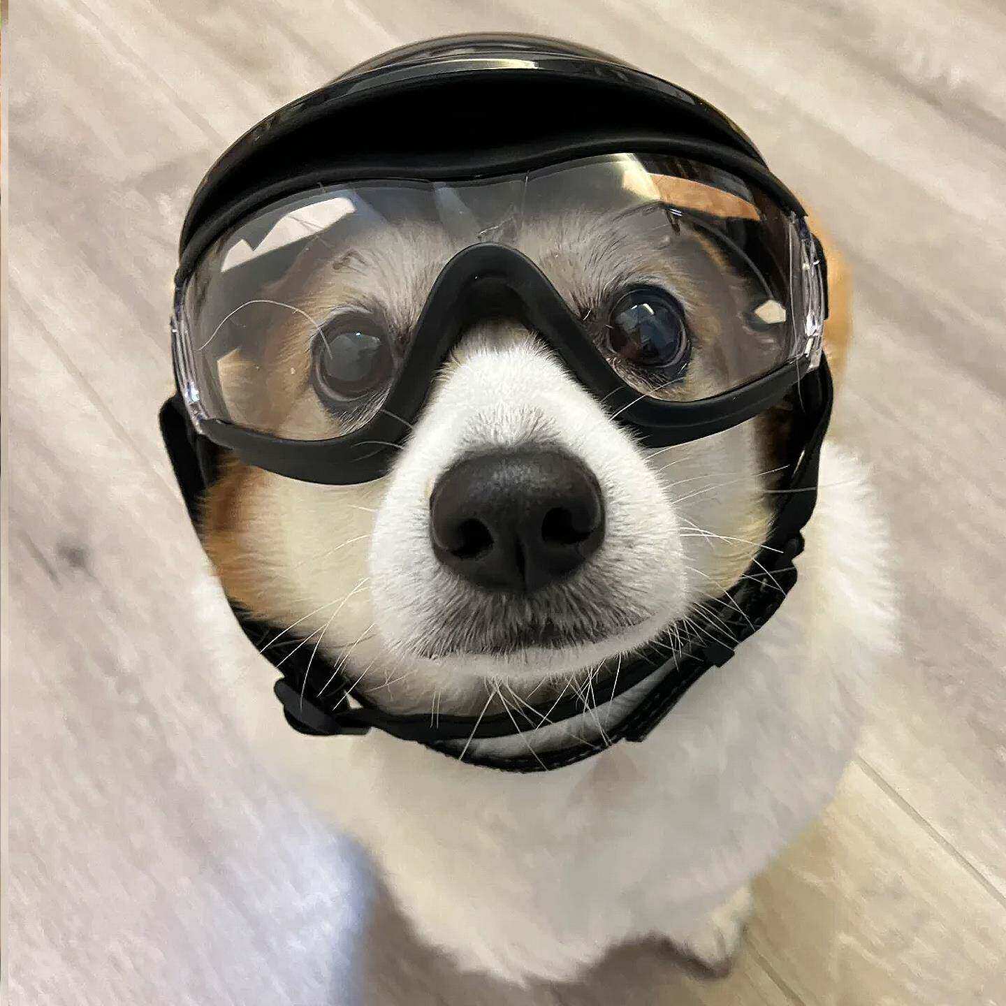 宠物眼镜狗狗外出坐车防风猫咪机车泰迪摩托车小型犬通用防护潮流
