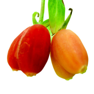 杈把果爱情果无核樱桃中华健身果苗