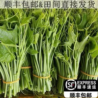顺丰包邮贵州农家自种新鲜佛手瓜尖龙须菜现摘现发佛手瓜藤嫩尖