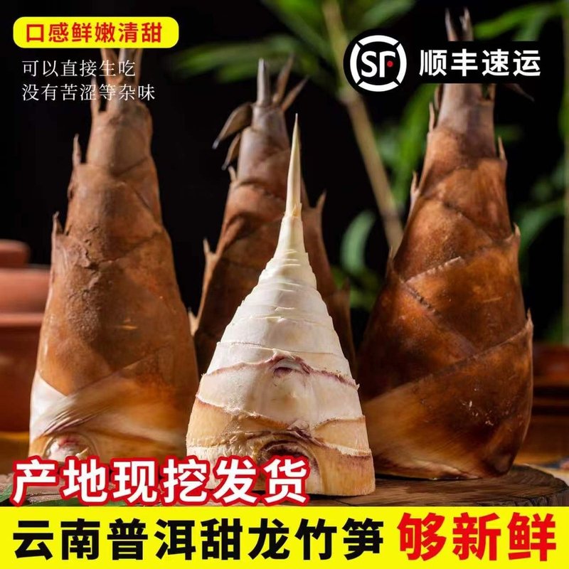 顺丰包邮云南甜龙竹笋新鲜现挖鲜笋低草酸可生吃刺身煲汤火锅
