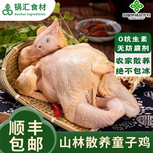 农家散养童子鸡皖南山林放养土鸡走地鸡整只生鲜鸡肉新鲜现抓现杀