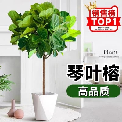 琴叶榕绿植客厅大型盆栽
