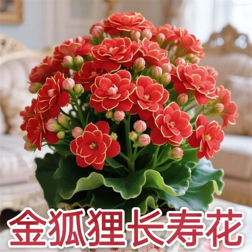 稀有长寿花卉金狐狸盆栽大
