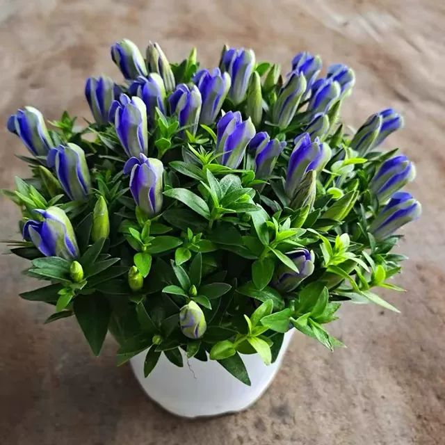 龙胆草苗花海洋之心耐热寒