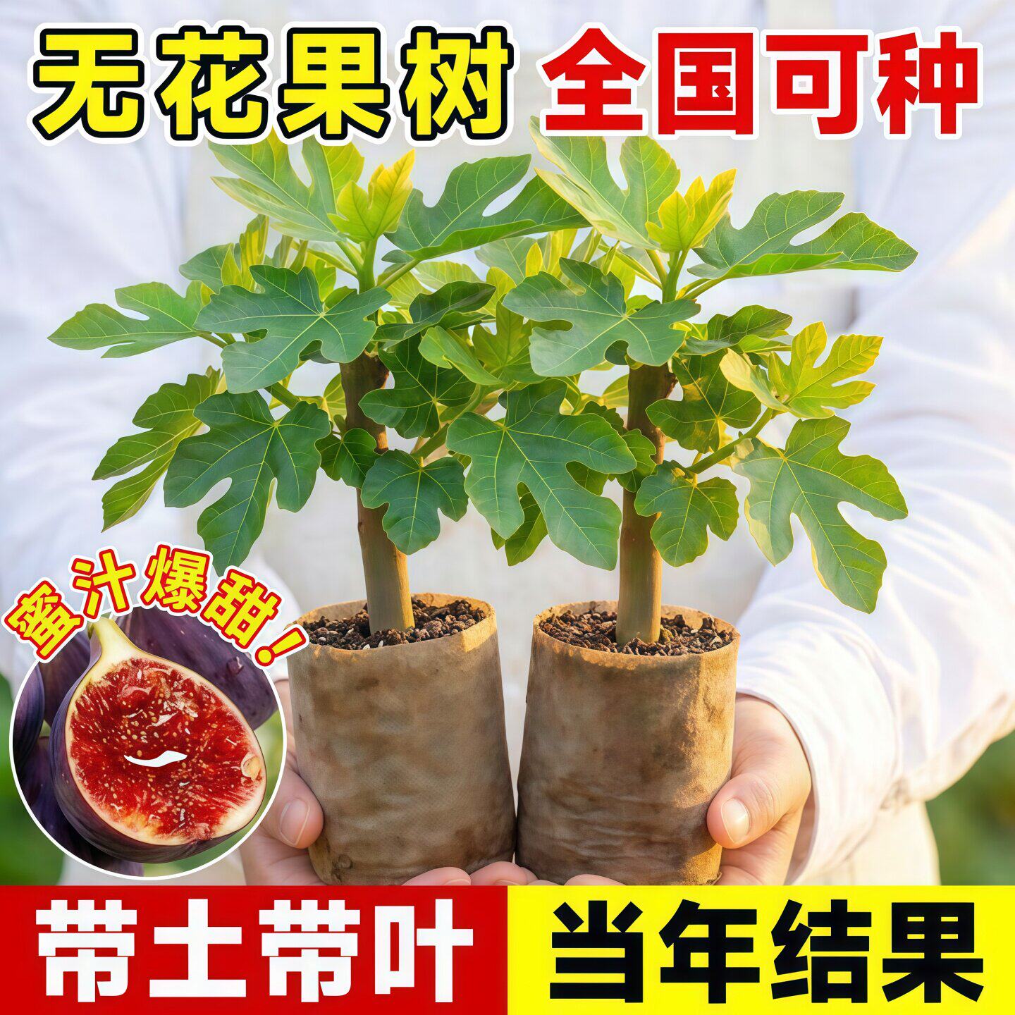 无花果树苗波姬红阳台盆栽
