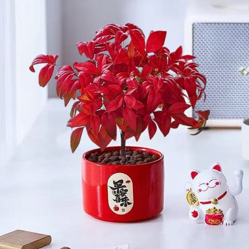 火焰南天竹盆栽耐寒植物植物室内客厅桌面绿植好养四季常青花卉,鲜花速递/花卉仿真/绿植园艺,绿植,淘宝优惠券,粉丝福利购,淘宝优惠卷