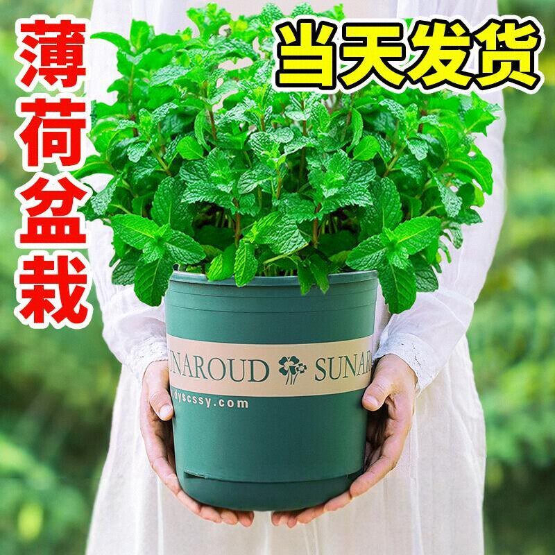 薄荷盆栽可食用水培柠檬薄荷苗种子籽驱蚊植物室内绿植花卉迷迭香