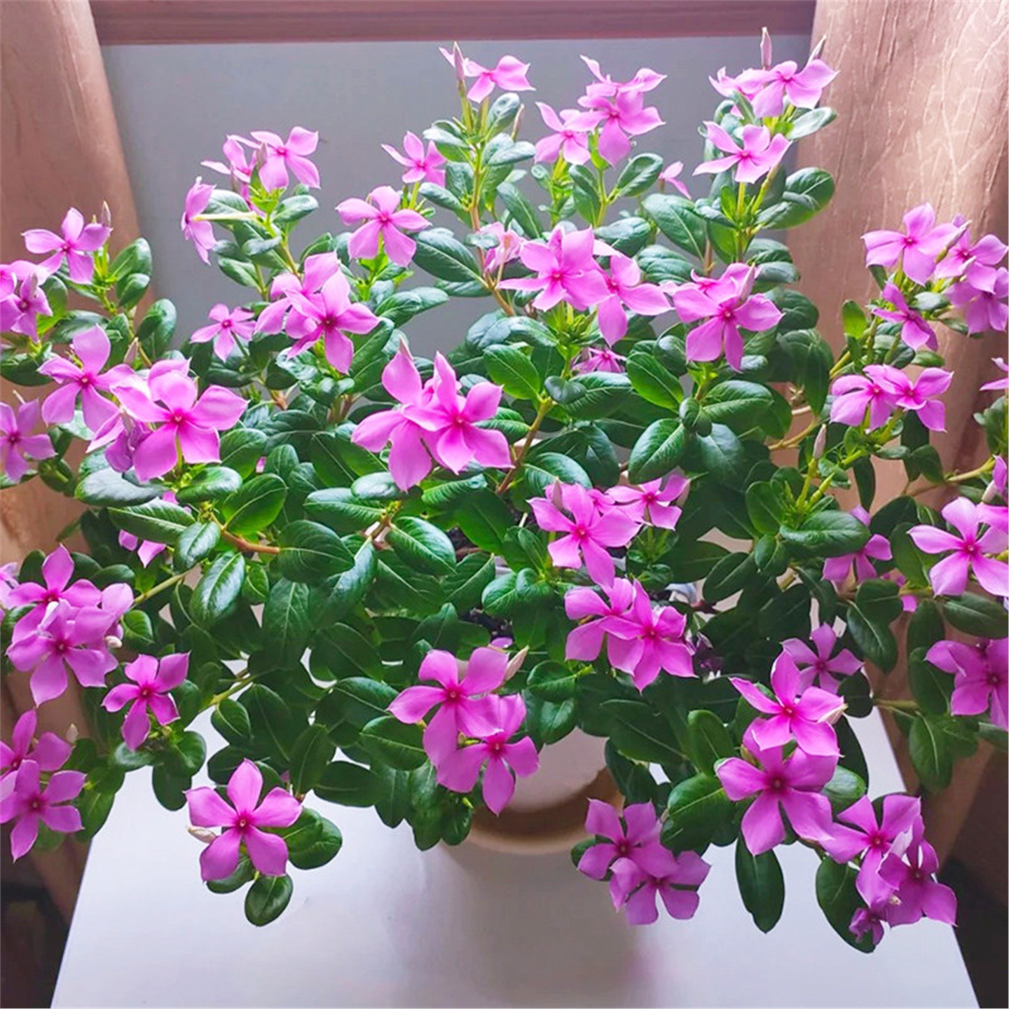 长春花盆栽带苞庭院耐热爆