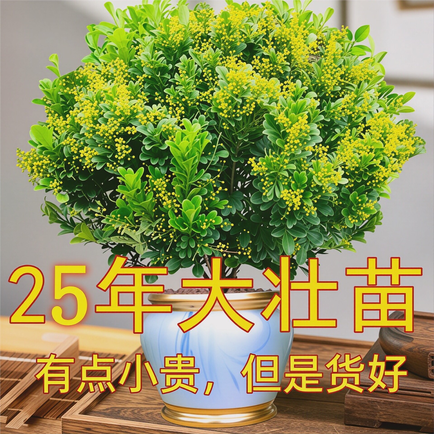 香水米兰四季常青驱蚊易活