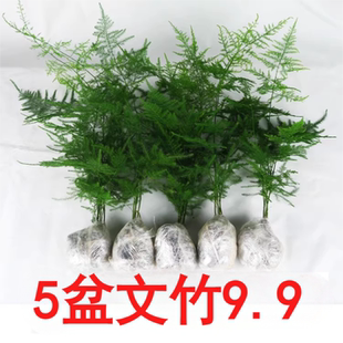 文竹盆栽植物室内办公室绿植花卉好养盆景四季水培矮文竹小苗阳台