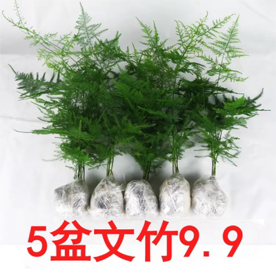 文竹盆栽植物室内办公室绿植花卉好养盆景四季水培矮文竹小苗阳台