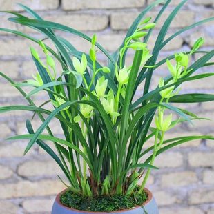 浓香型精品兰花建兰夏带花苞七仙女素花开花四季室内花卉盆栽好养