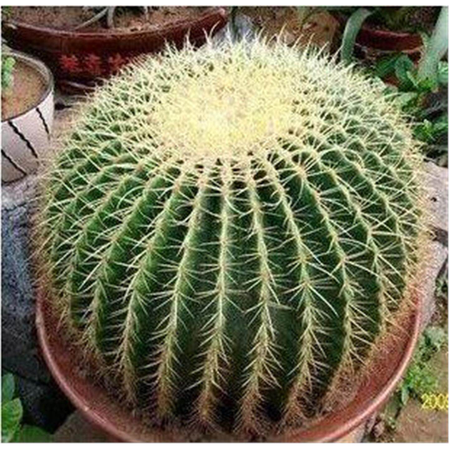金琥仙人球盆栽室内外办公桌面绿植仙人掌多肉植物花卉金虎仙人球 - 实物图