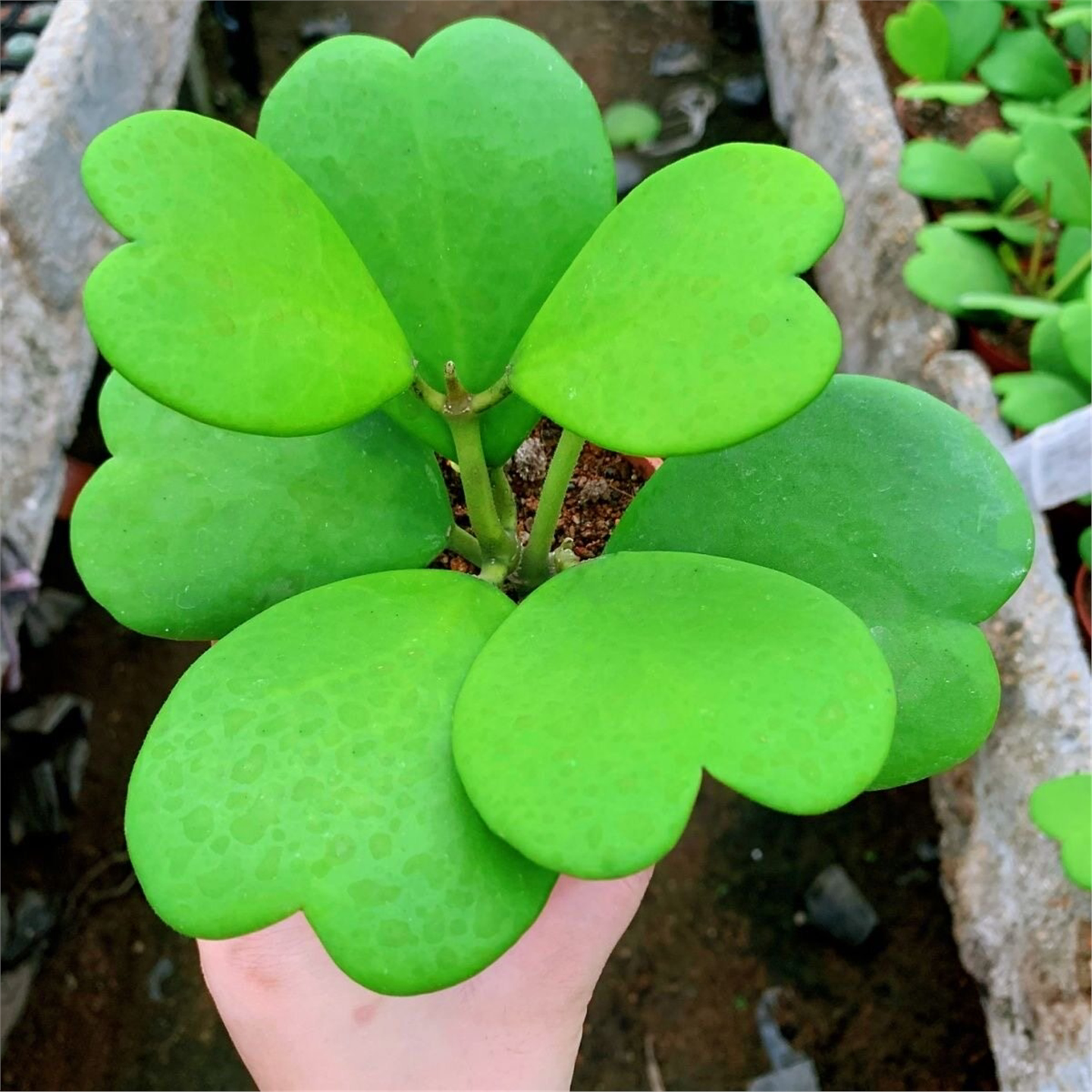 【心叶球兰老桩】会开花绿