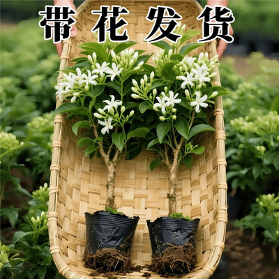 【带花发货】夜来香树苗盆