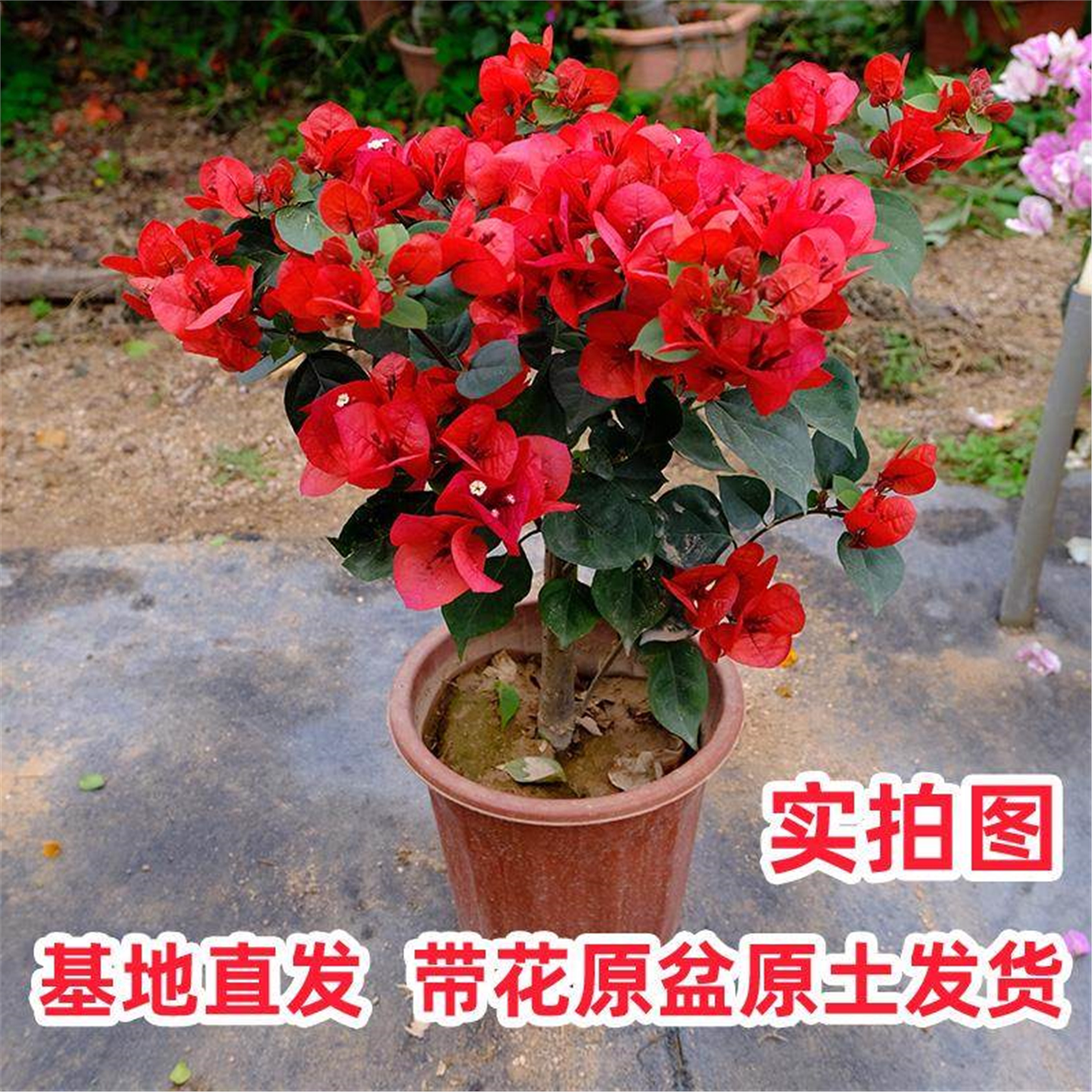 三角梅盆栽带花四季开花爬藤老桩重瓣带苞发货花卉好养易活阳台