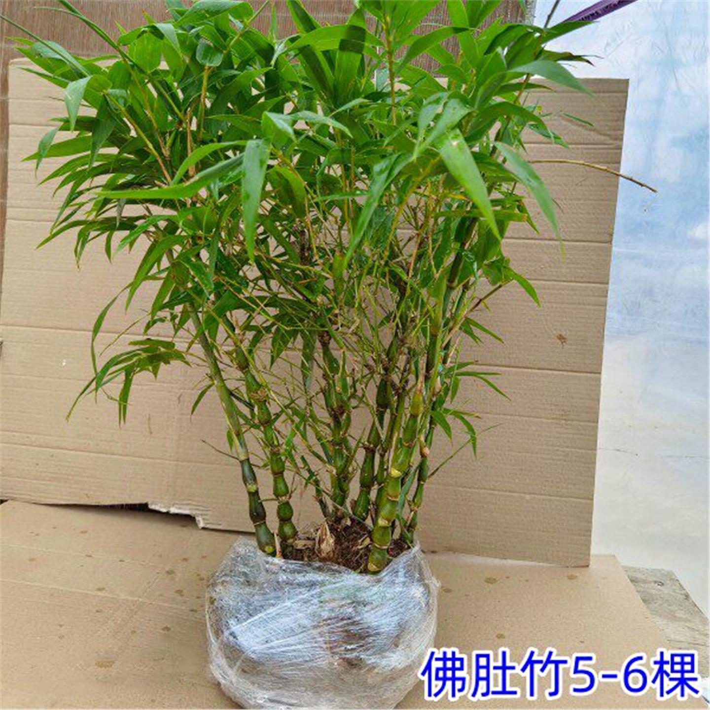 观赏竹子佛肚盆景米罗汉状