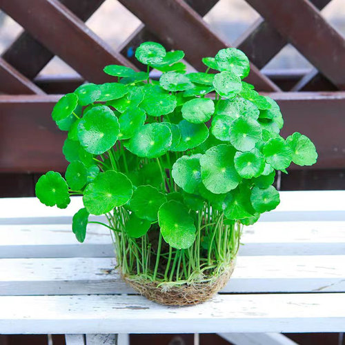 铜钱草水培植物盆栽室内小