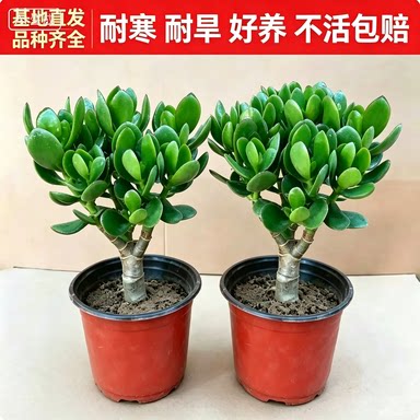 大玉树室内净化空气绿植花
