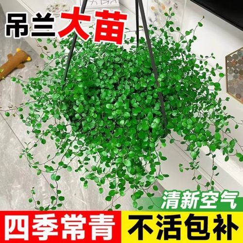 千叶吊兰盆栽观叶植物面包烘焙糕点装饰蛋糕点缀垂吊绿植四季常青
