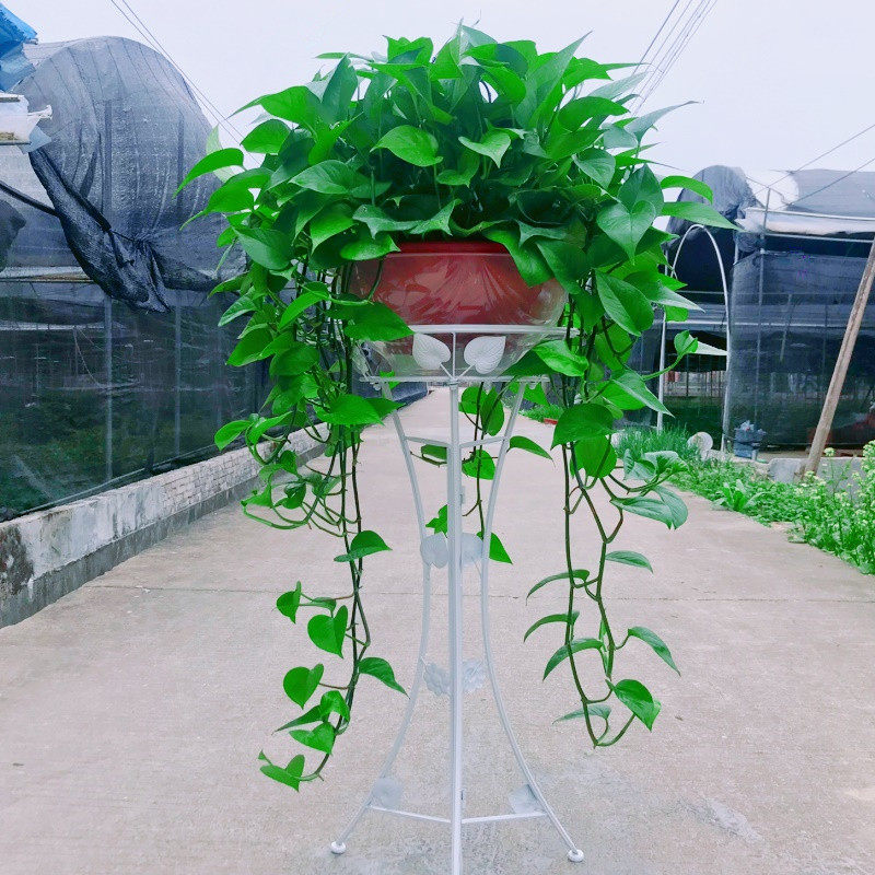 绿萝盆栽室内客厅长藤垂吊水养绿箩净化空气常绿叶大盆绿罗花卉,鲜花速递/花卉仿真/绿植园艺,绿植,淘宝优惠券,粉丝福利购,淘宝优惠卷