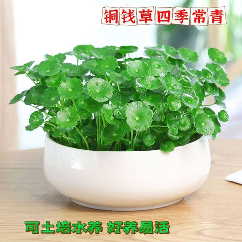 铜钱草水培植物室内办公桌